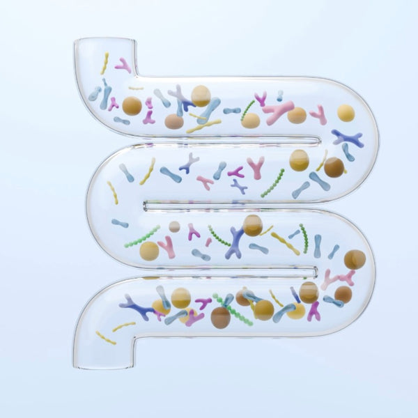 A clear, gut-shaped transparent illustration with intestine surrounded by gut bacterium